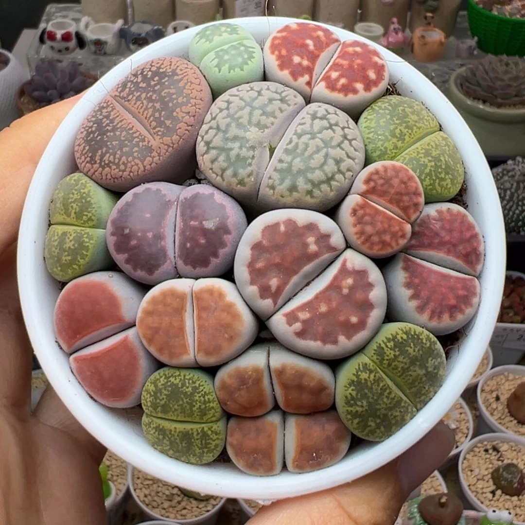 多肉植物64彩色生石花