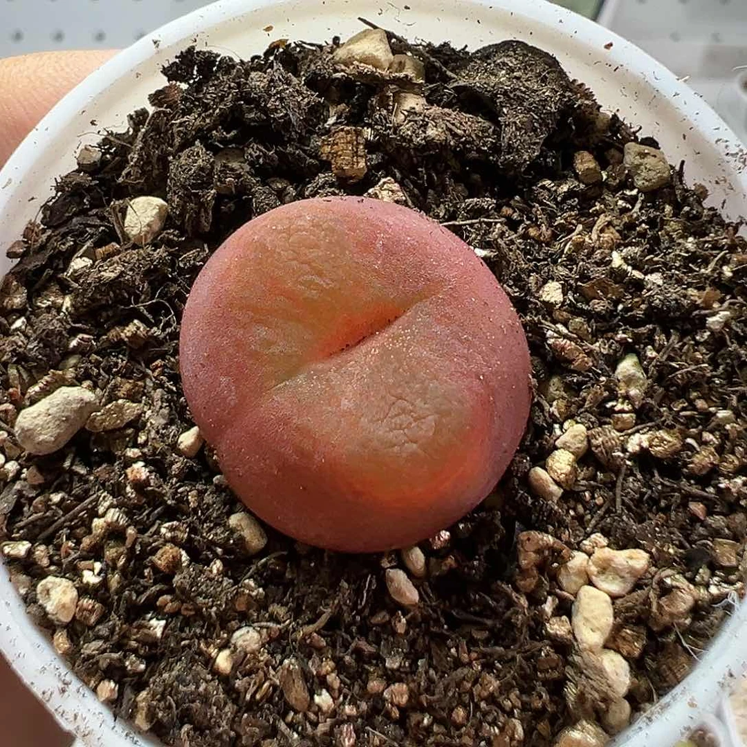 多肉植物实付满9.9包邮73