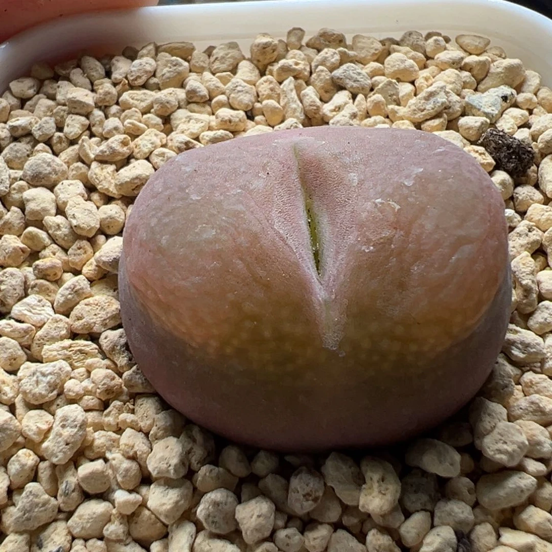 多肉22大毛3.2粉色