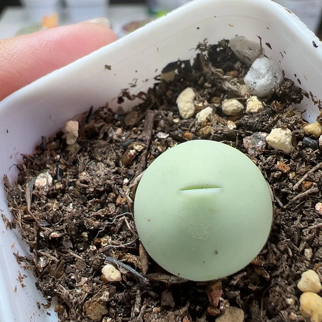 多肉植物实付满9.9包邮28