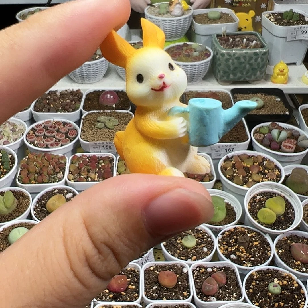 多肉植物实付9.9包邮177压盆石