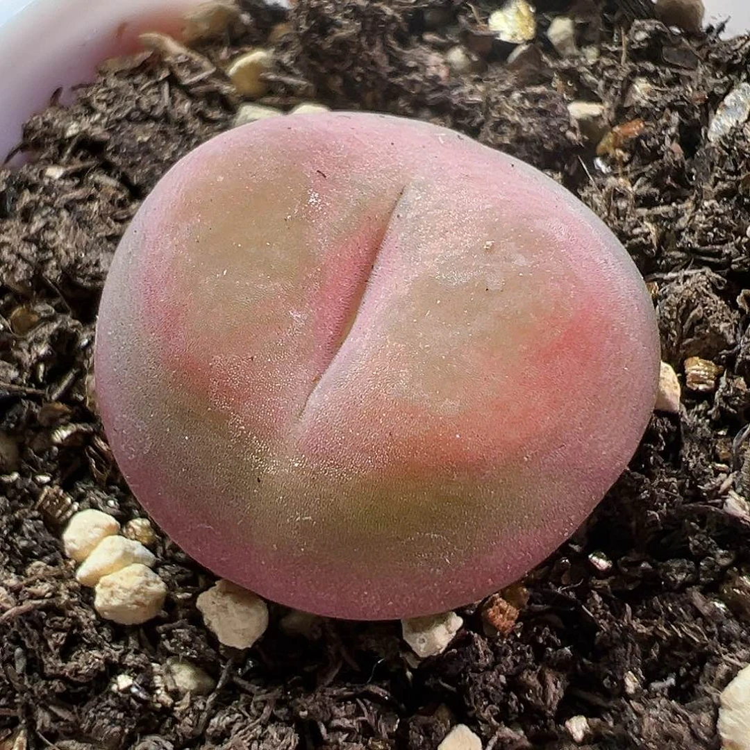 多肉植物实付满9.9包邮150