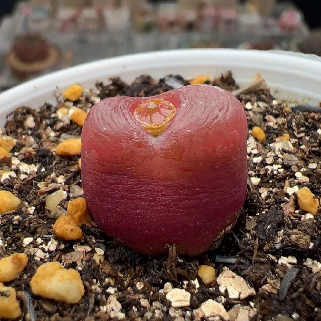 多肉植物118吕氏红宝石