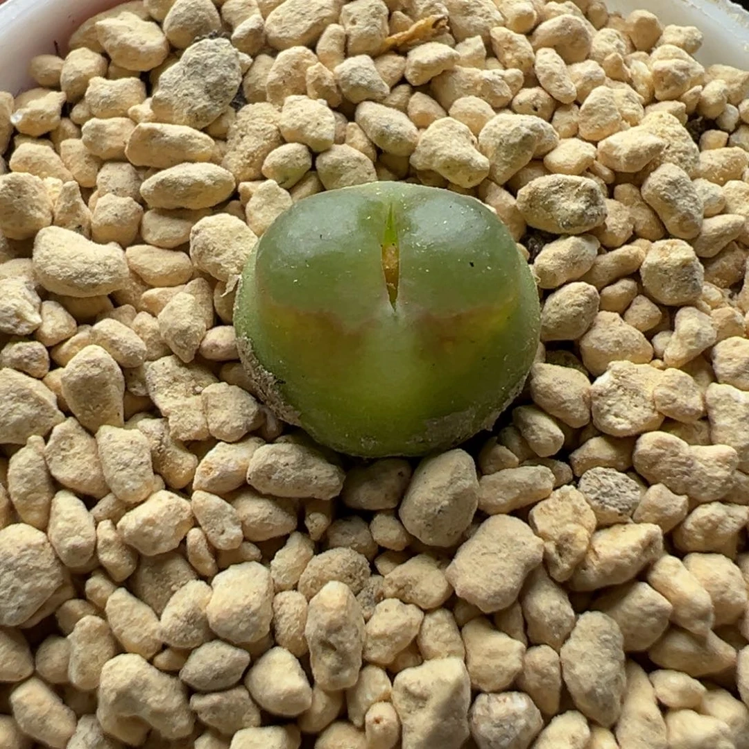 多肉89雪茄1.1厘米