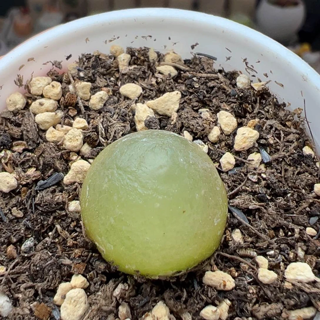 多肉40灯泡1,5厘米