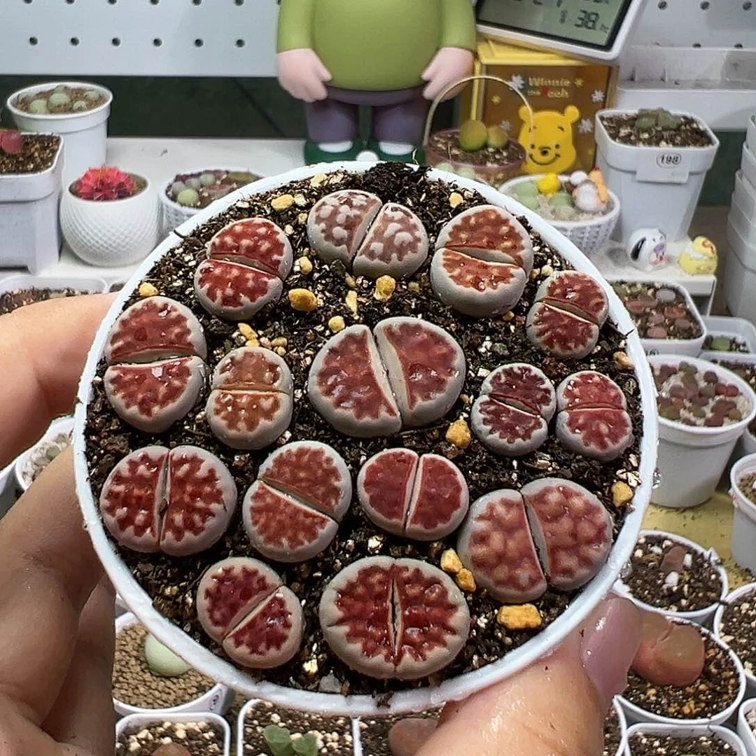 多肉植物实付满9.9包邮43