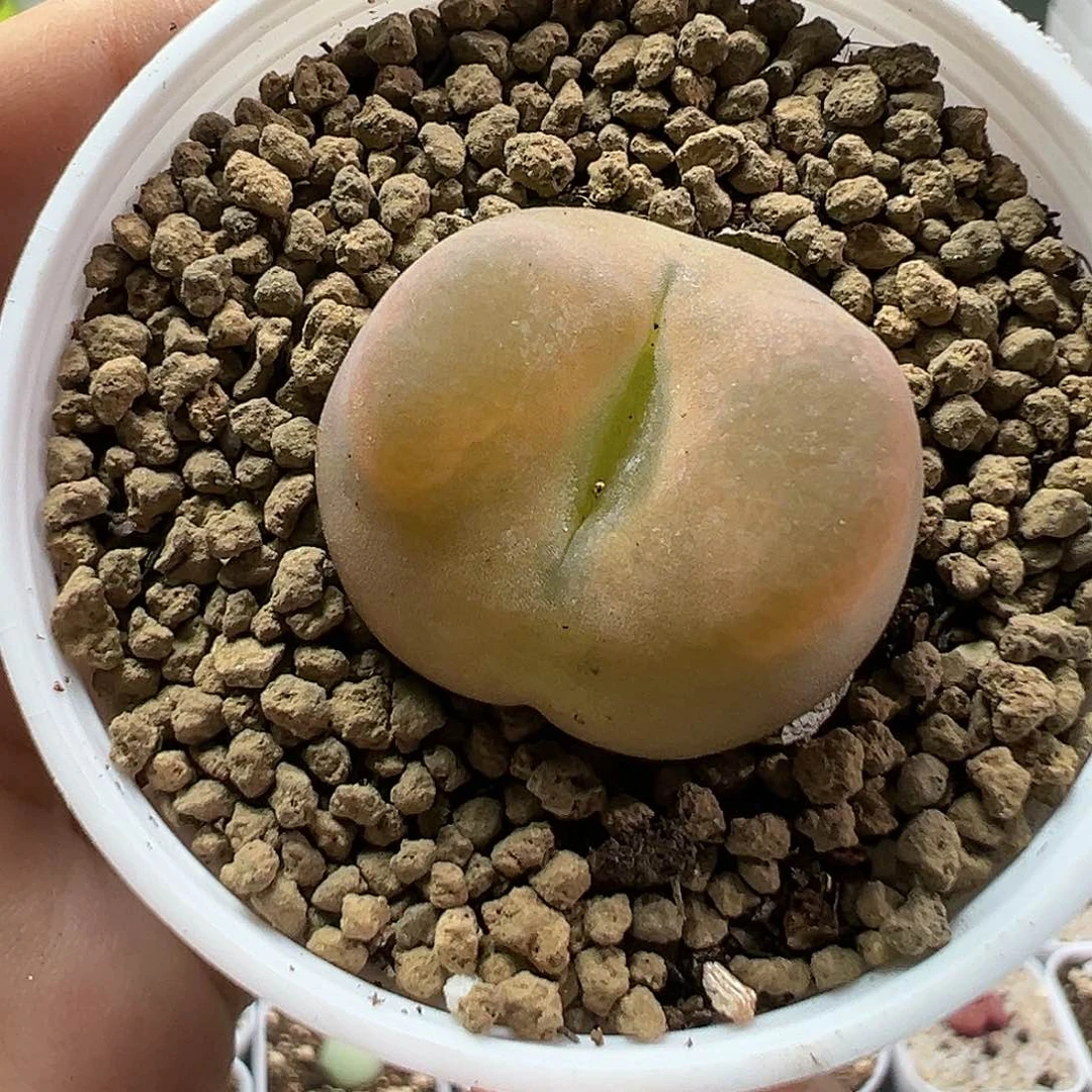 多肉植物实付满9.9包邮43