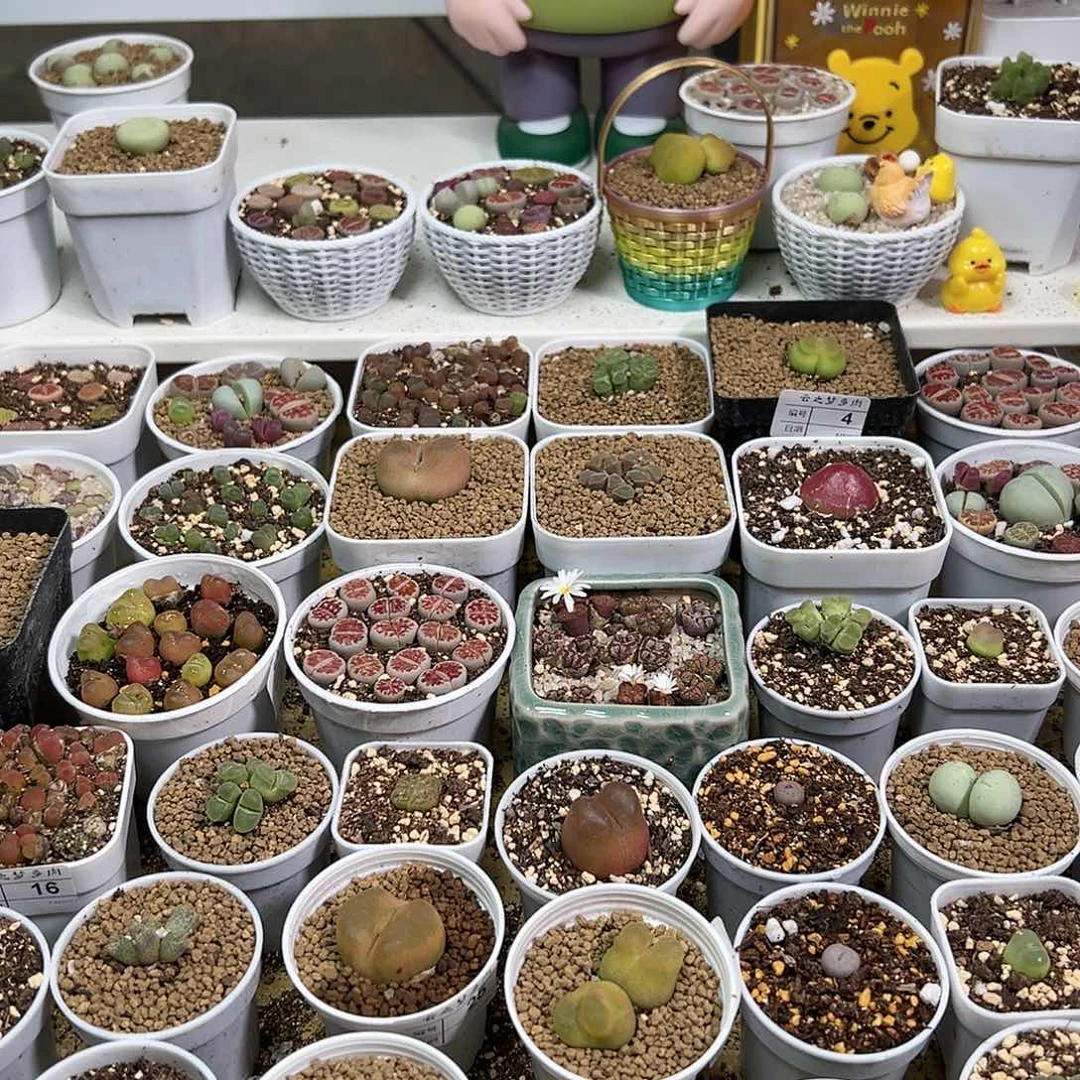 多肉植物实付满9.9包邮10个压盆石