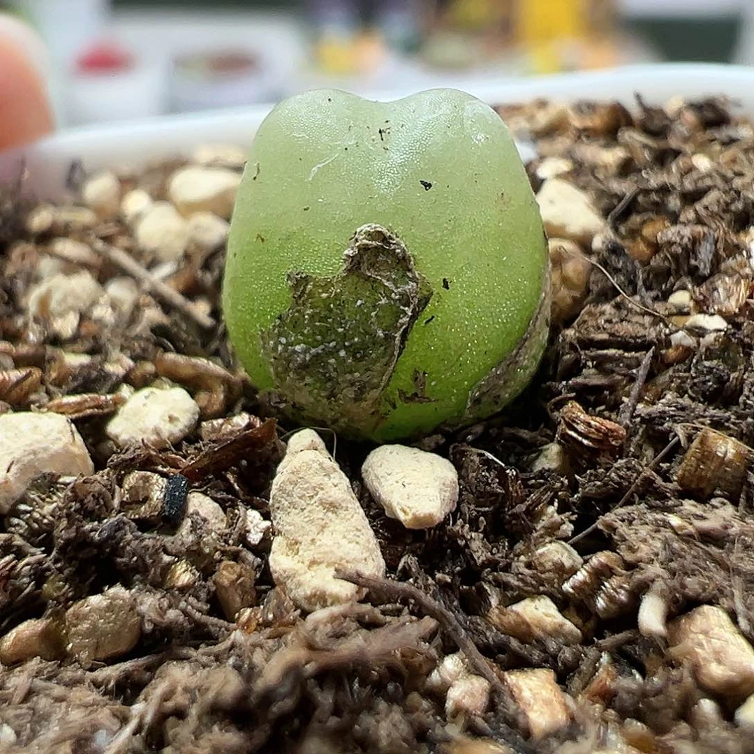 多肉植物实付满9.9包邮29