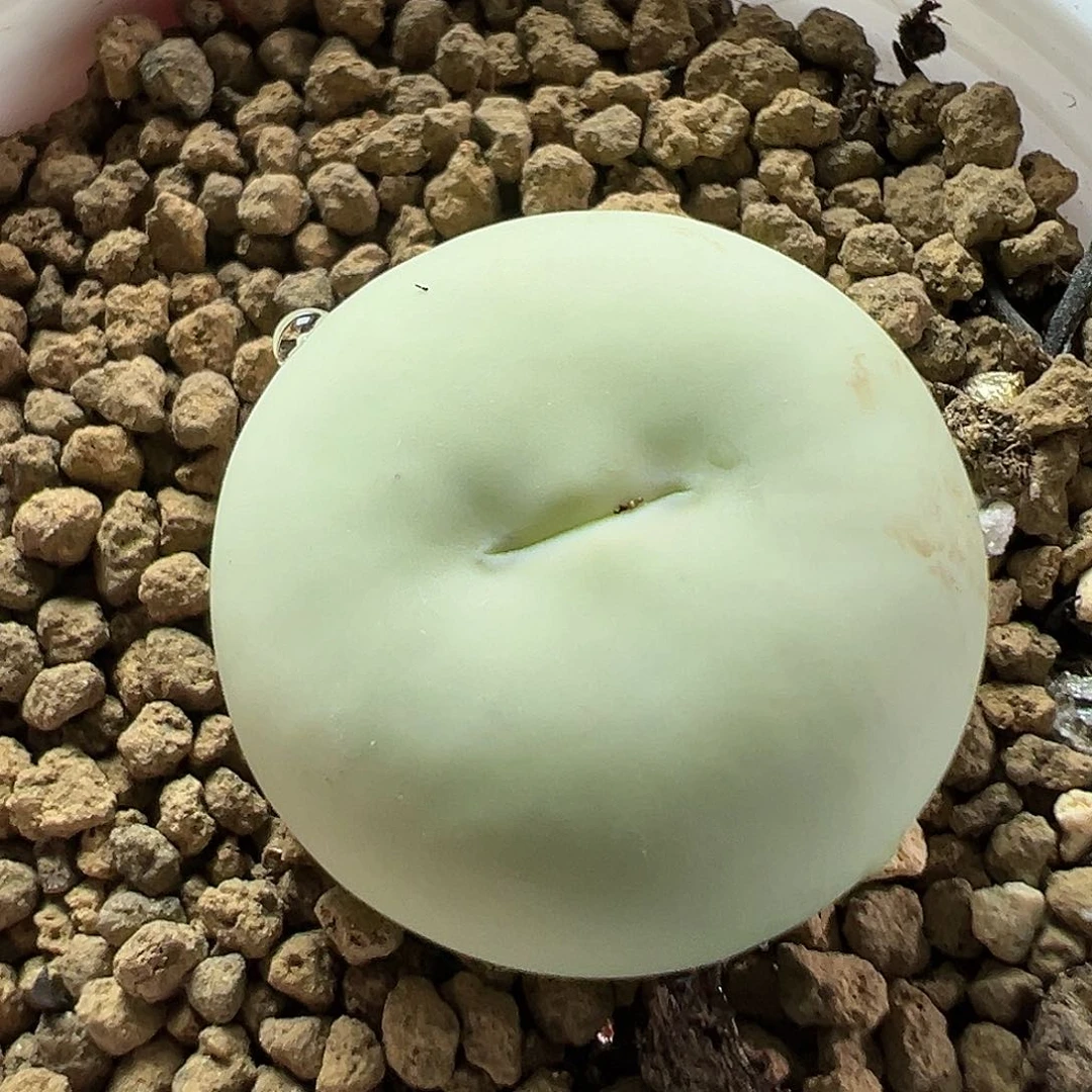 多肉植物实付满9.9包邮9