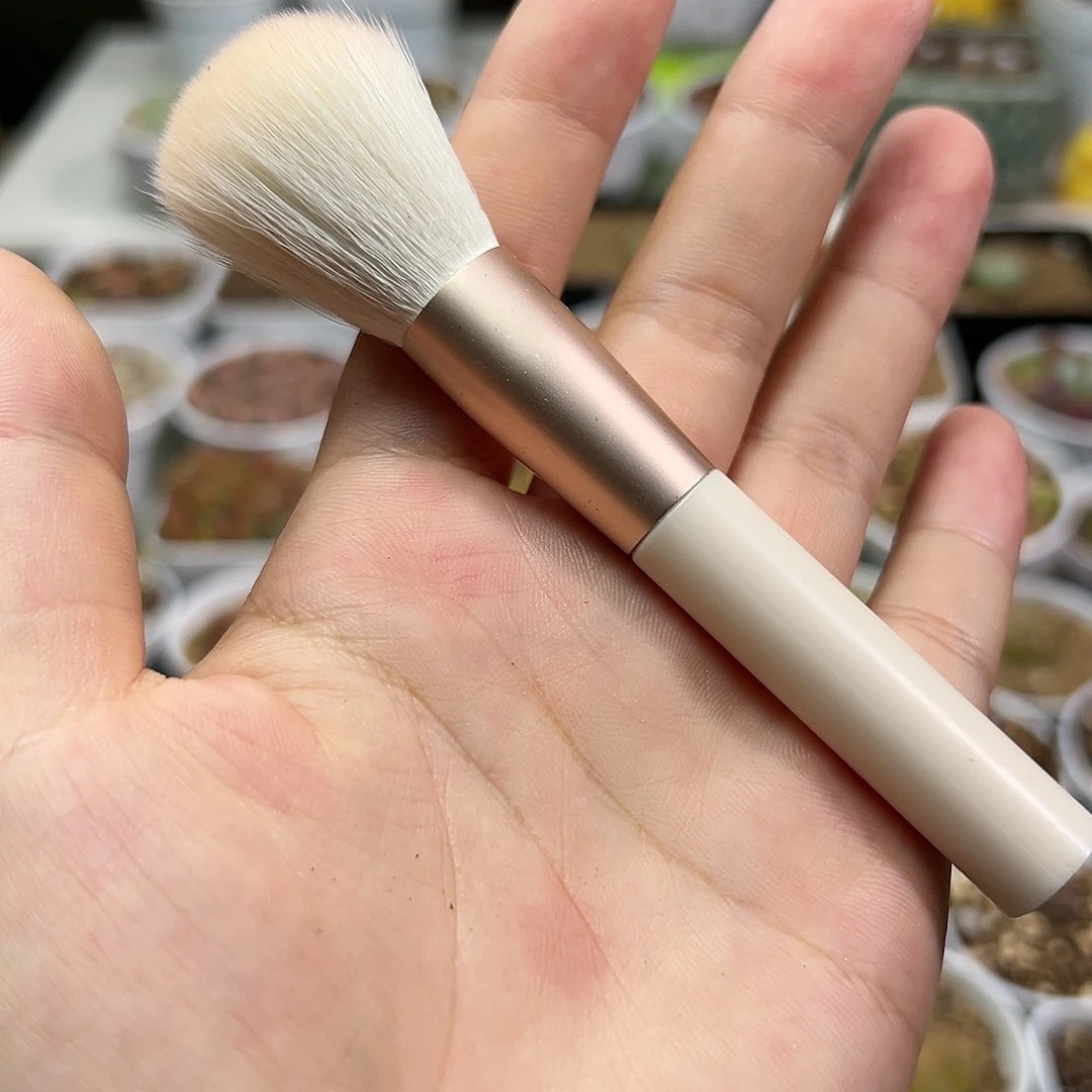 多肉植物实付满9.9包邮一把刷子