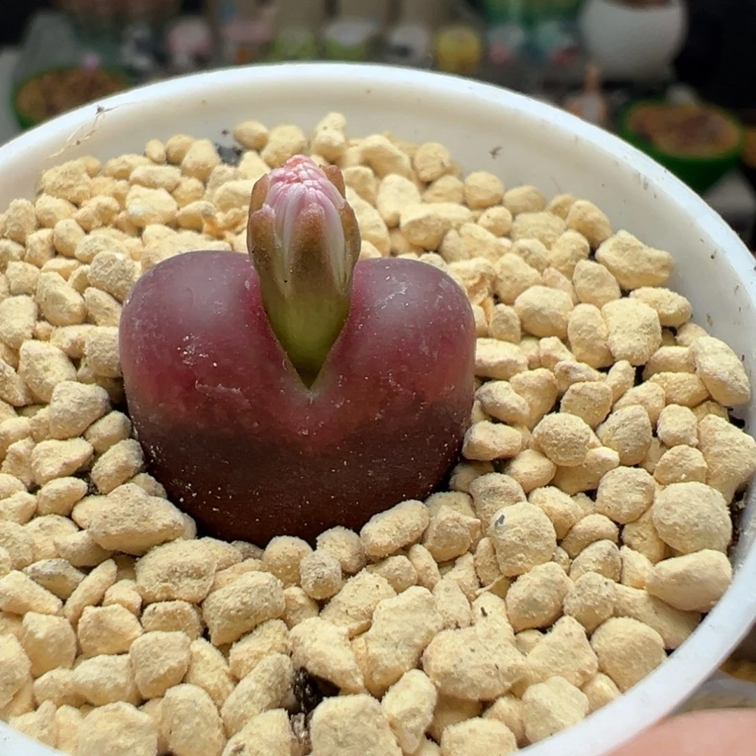 多肉16吕氏红宝石1.8