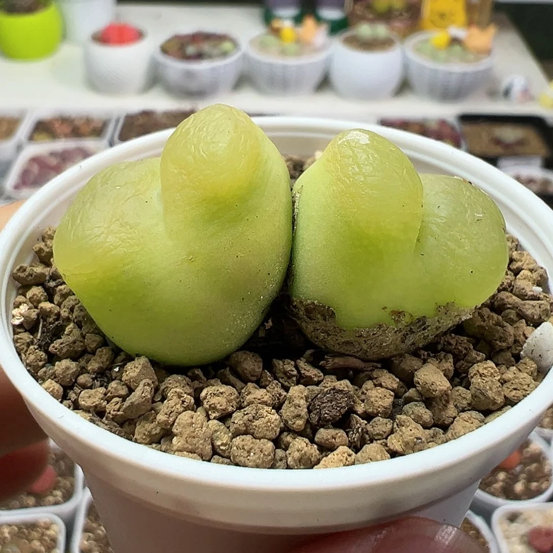 多肉植物实付满9.9包邮65