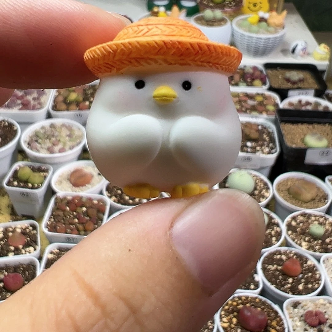 多肉植物实付满9.9包邮62压盆石