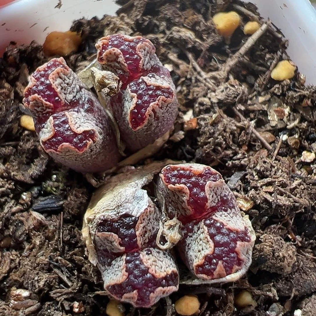 多肉植物实付满9.9包邮192