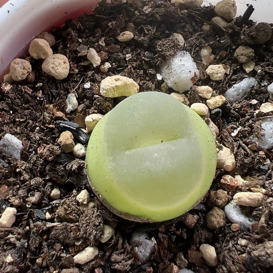 多肉植物实付满9.9包邮9