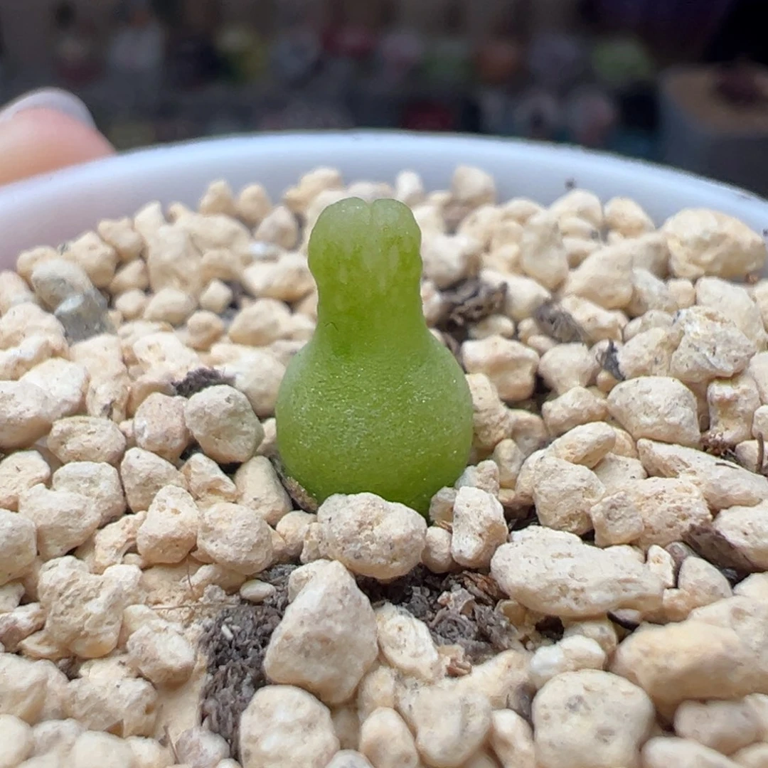 多肉150小葫芦可爱