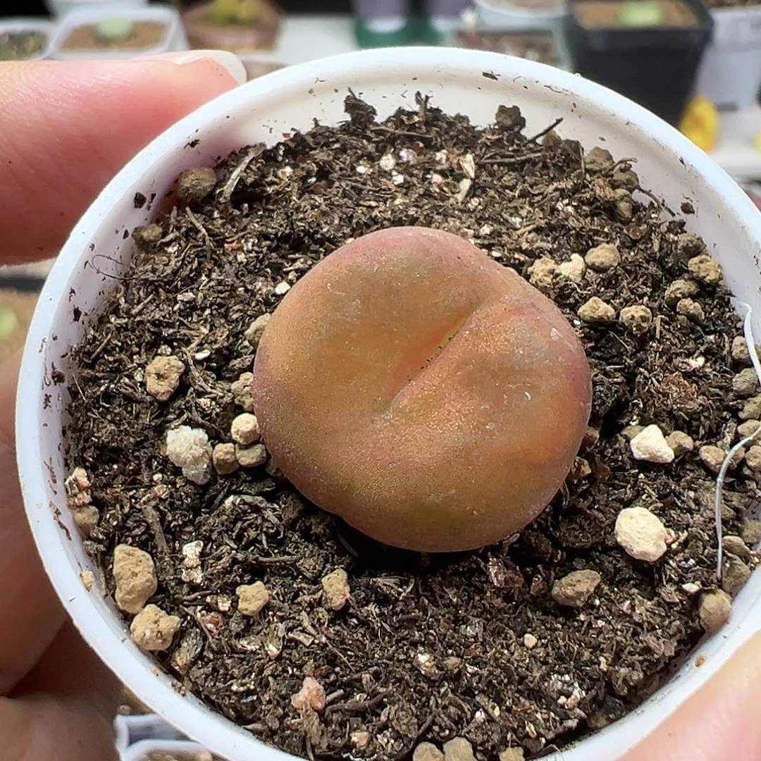 多肉植物实付满9.9包邮141