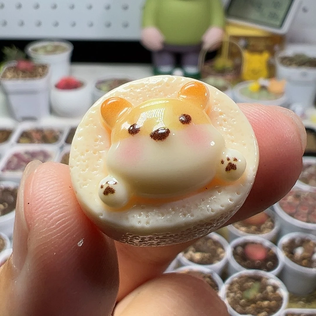 多肉植物实付满9.9包邮142压盆石