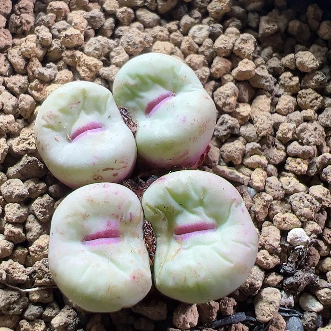 多肉植物实付满9.9包邮203