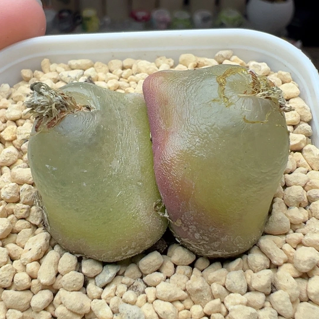 多肉167双头大灯泡2.8和3