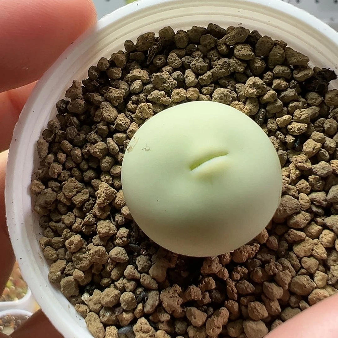 多肉植物实付满9.9包邮154