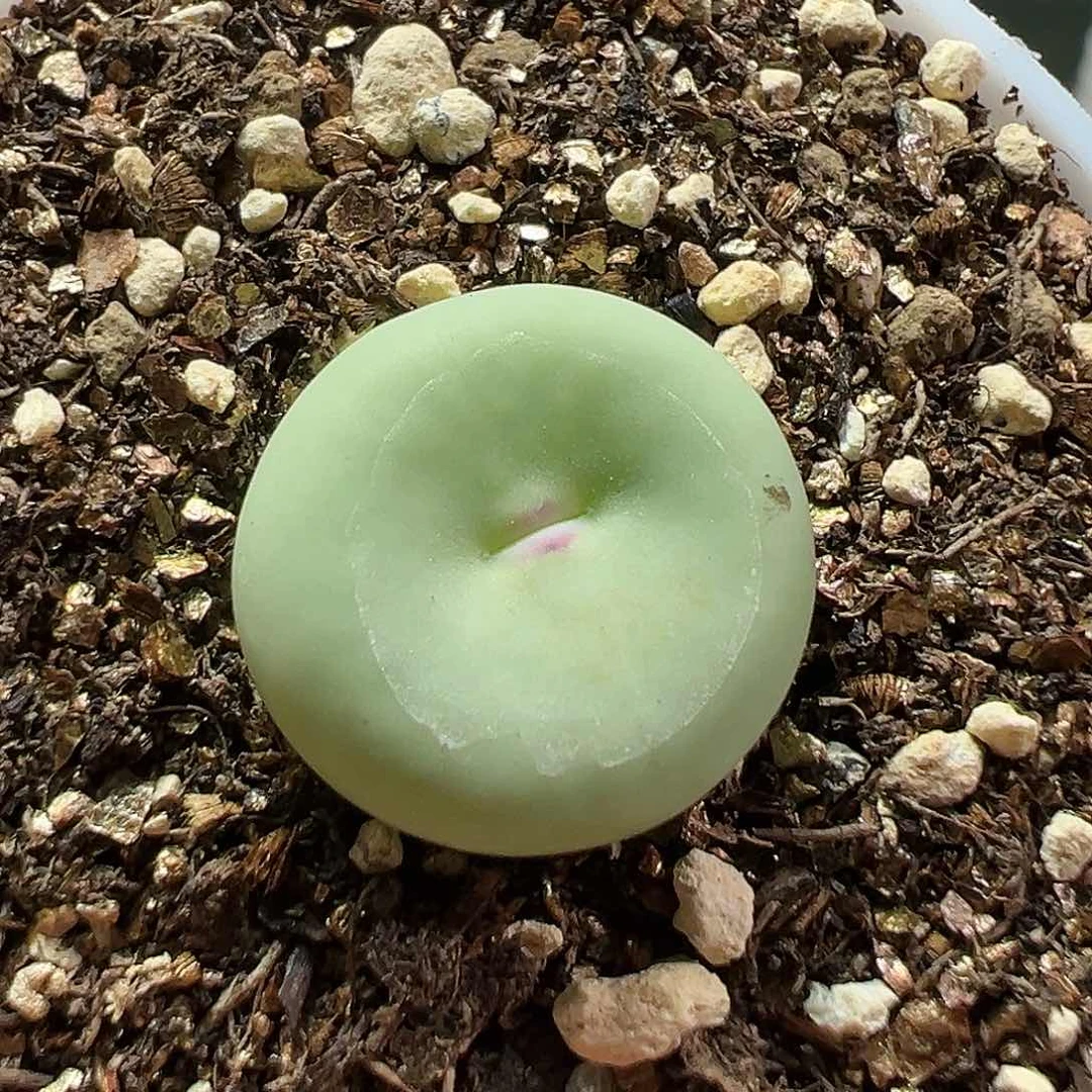 多肉植物实付满9.9包邮167