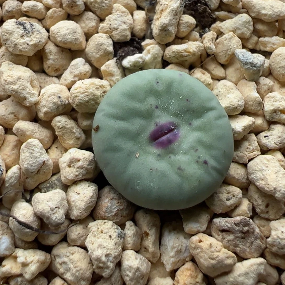 多肉205小红嘴1.1厘米