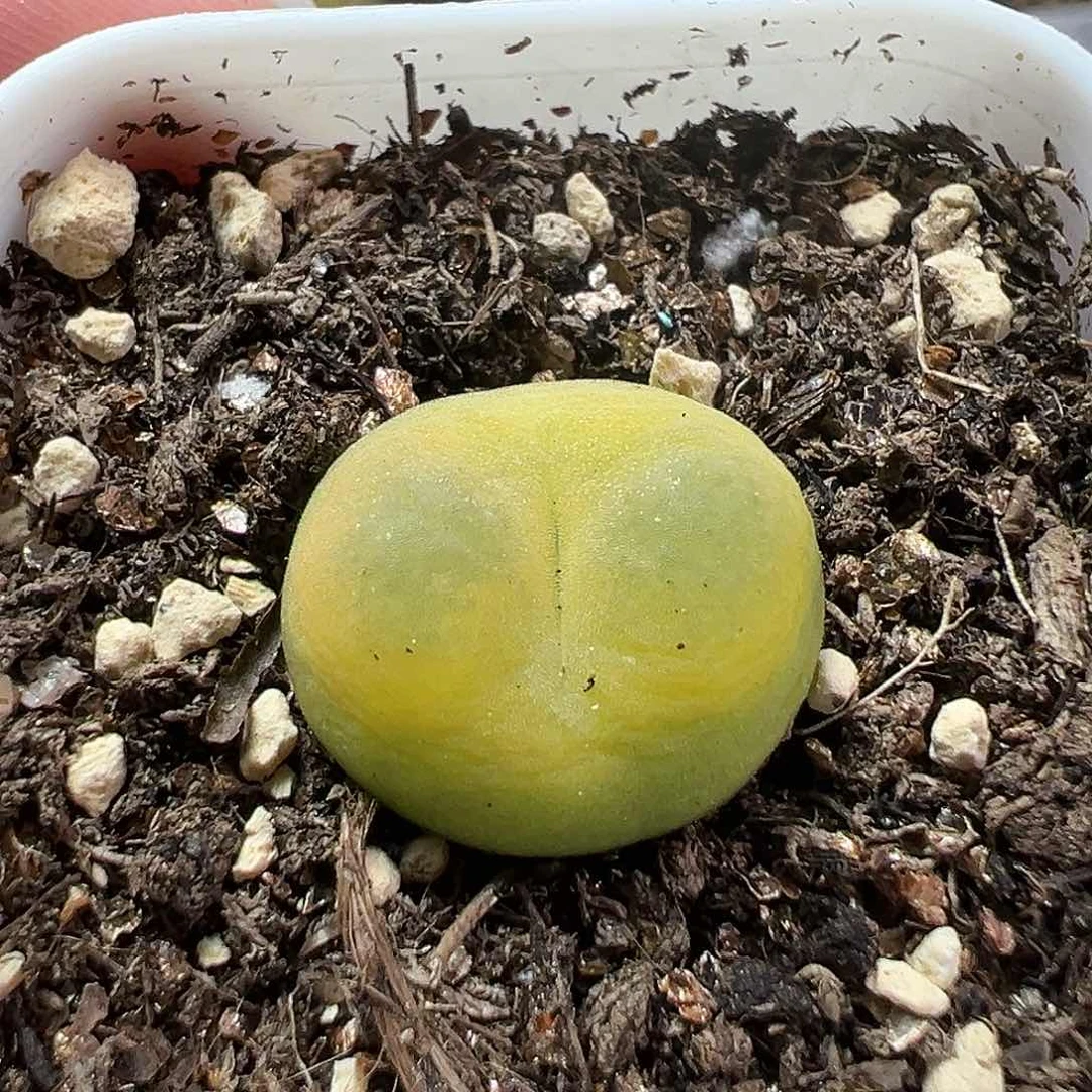 多肉植物实付满9.9包邮168