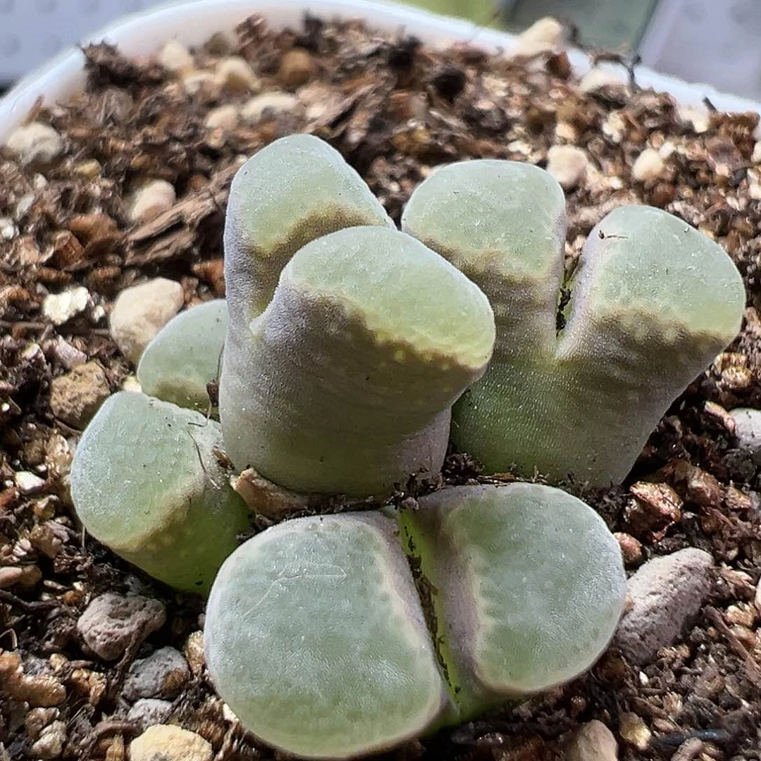 多肉植物实付满9.9包邮172