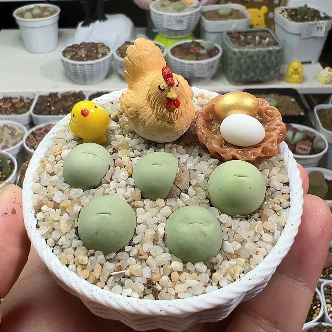 多肉植物实付满9.9包邮217