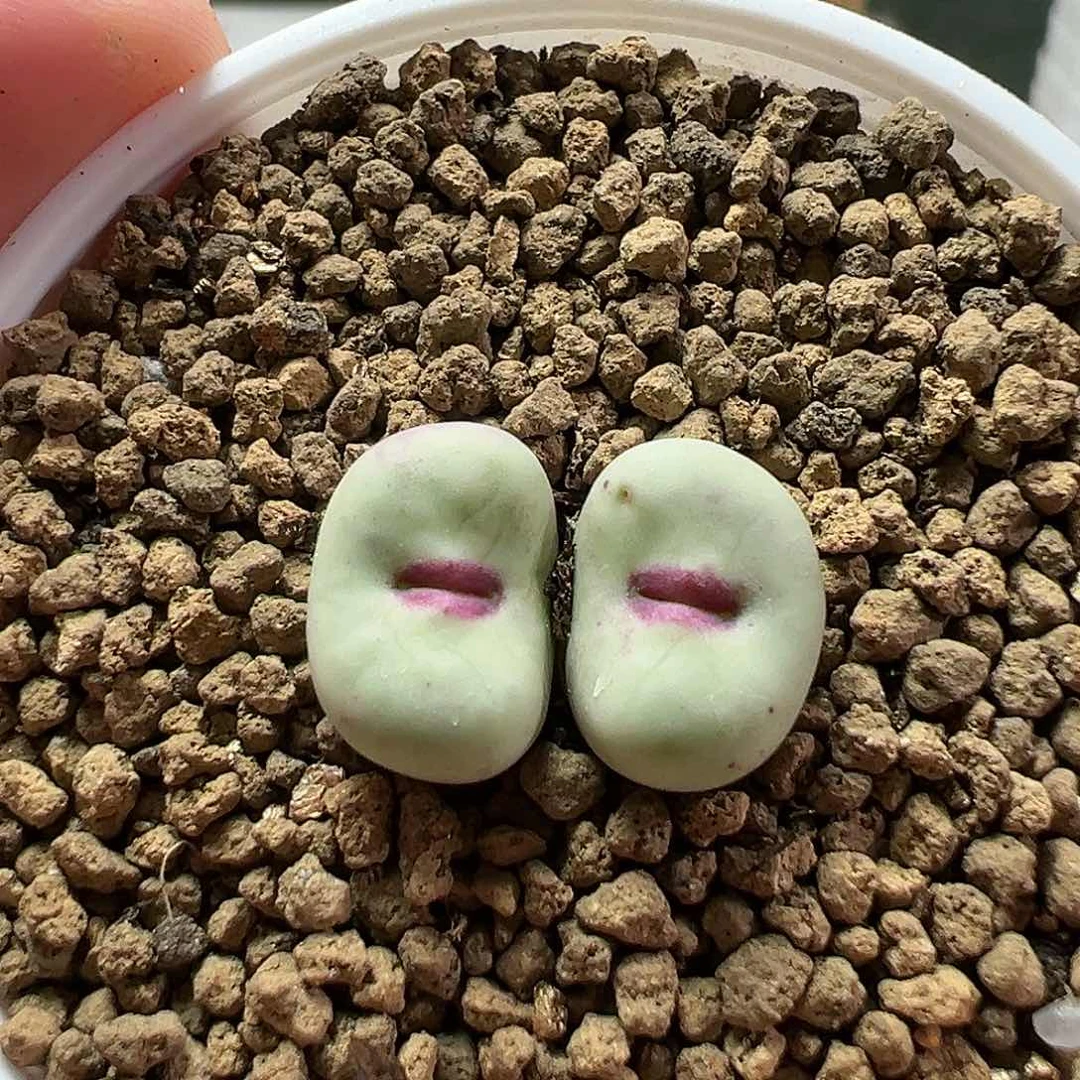 多肉植物实付满9.9包邮35
