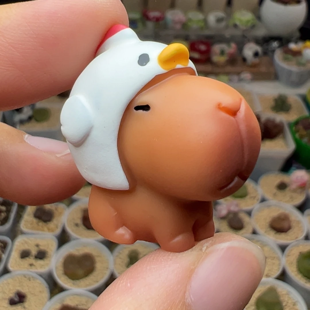 多肉植物实付满9.9包邮90