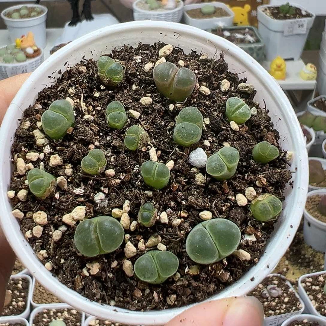 多肉植物实付满9.9包邮134极窗