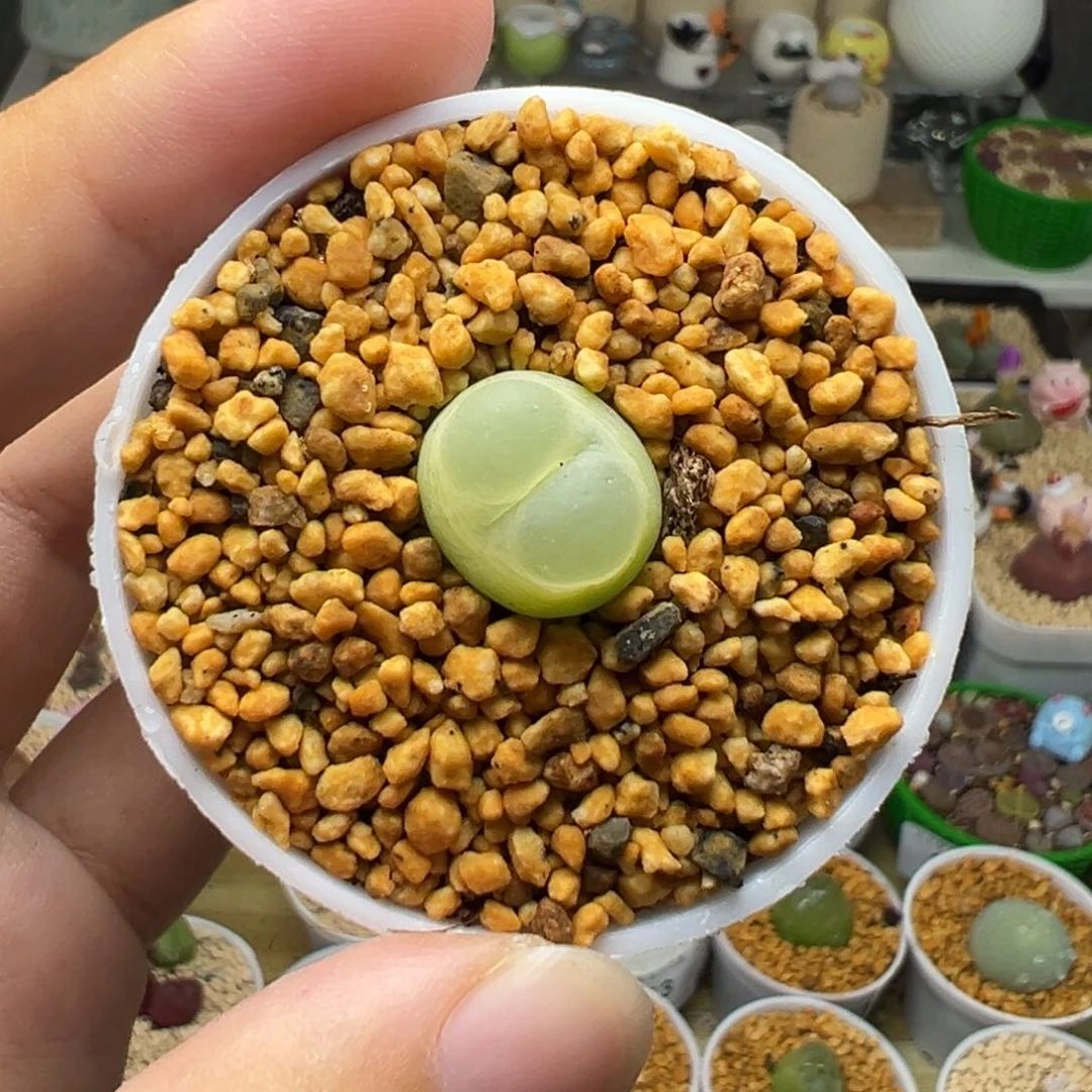 多肉14拉登大窗1.4