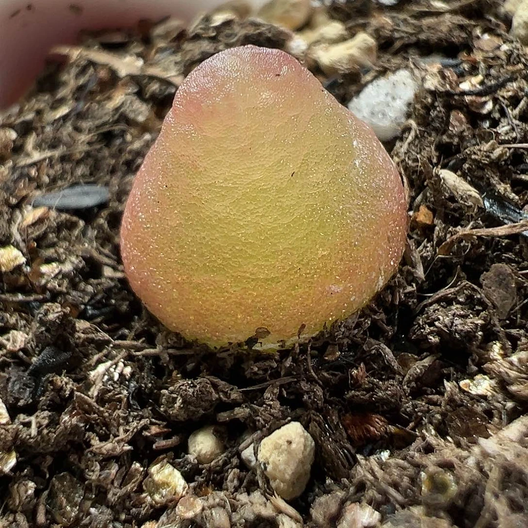 多肉植物实付满9.9包邮245