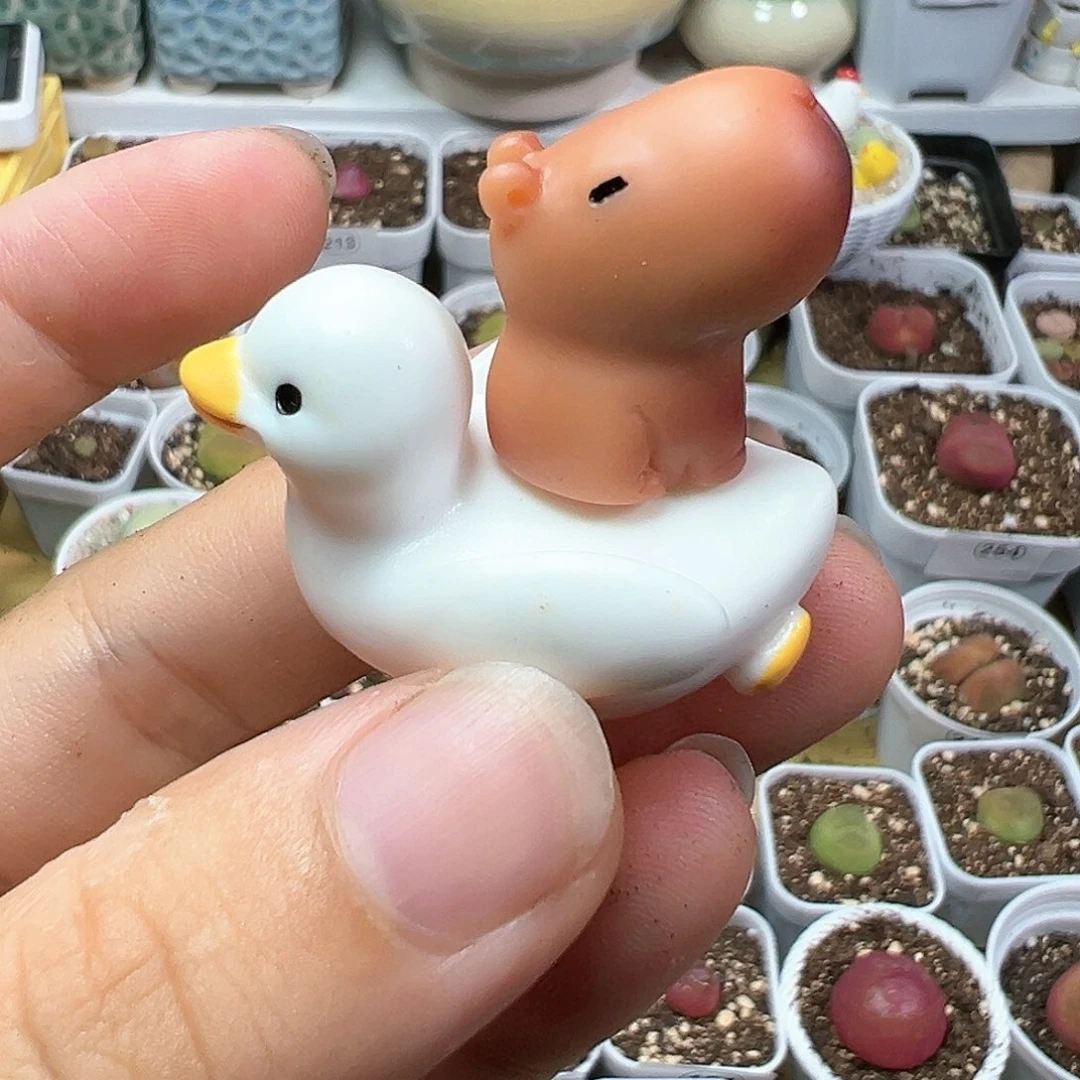 多肉植物实付满9.9包邮273压盆石一对
