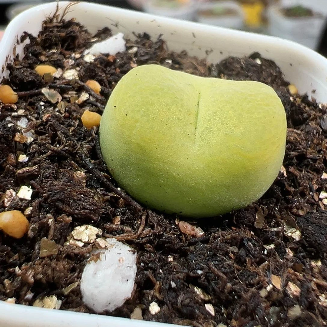 多肉植物实付满9.9包邮239