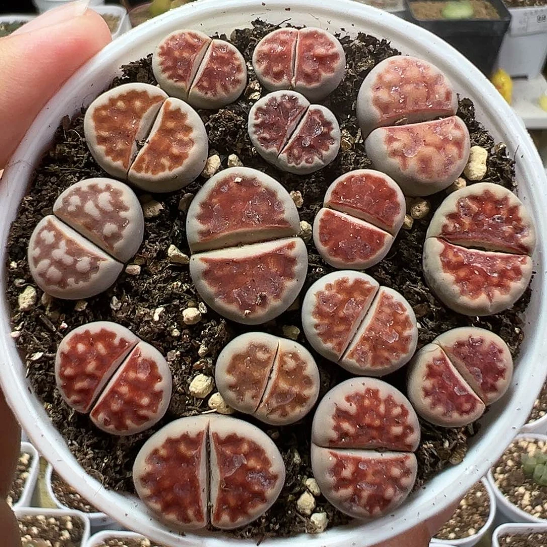 多肉植物实付满9.9包邮172