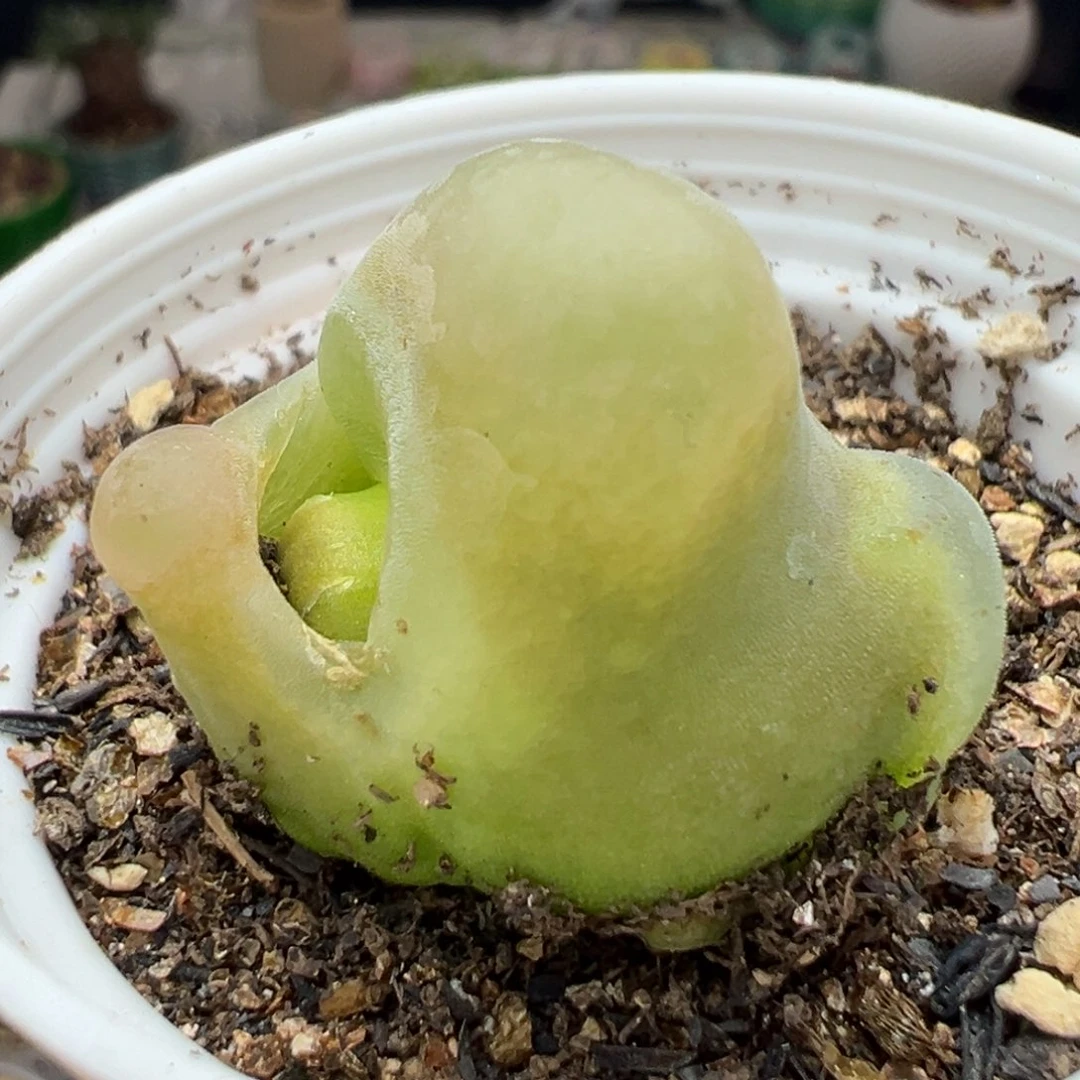 多肉124怪物毛毛2.8