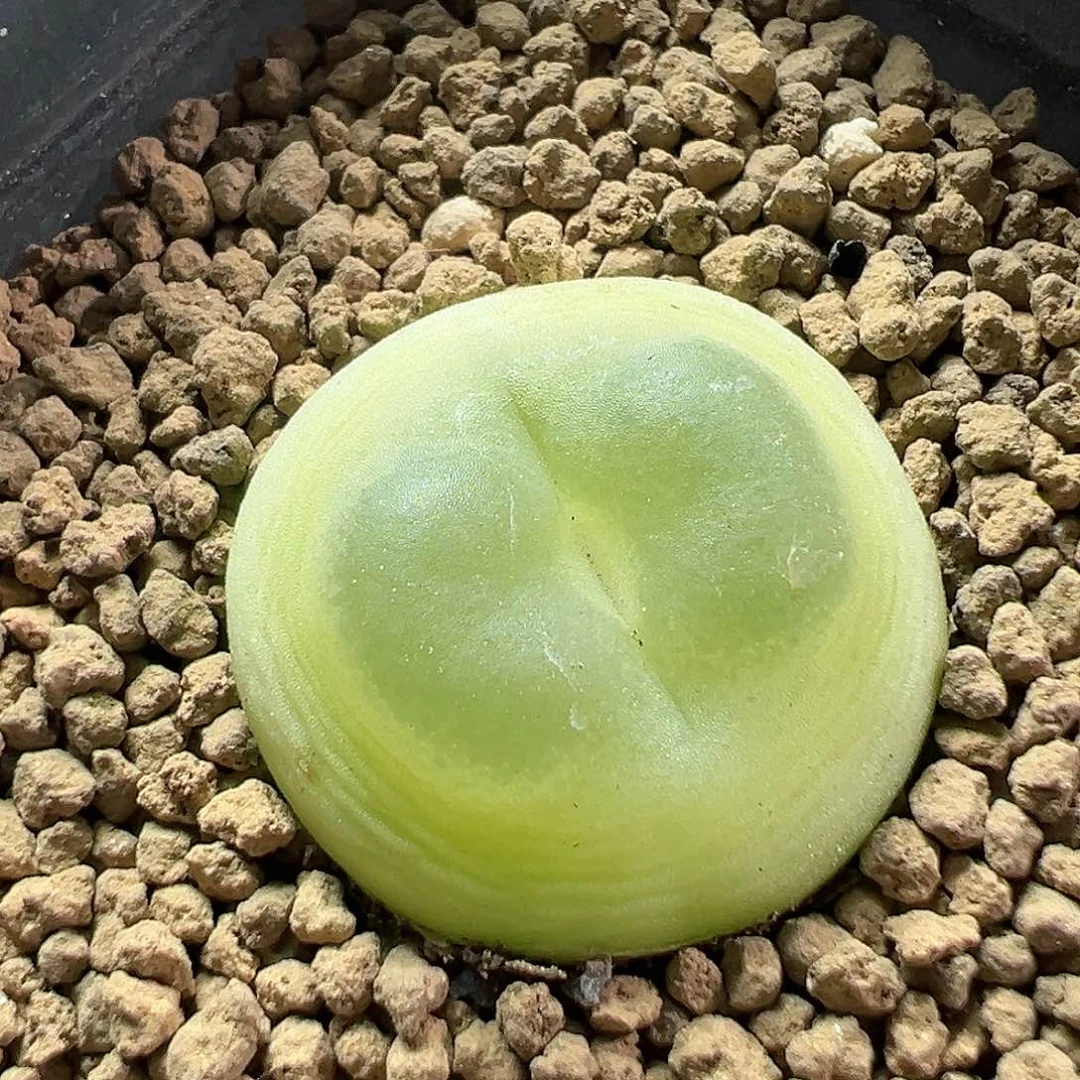多肉植物实付满9.9包邮55