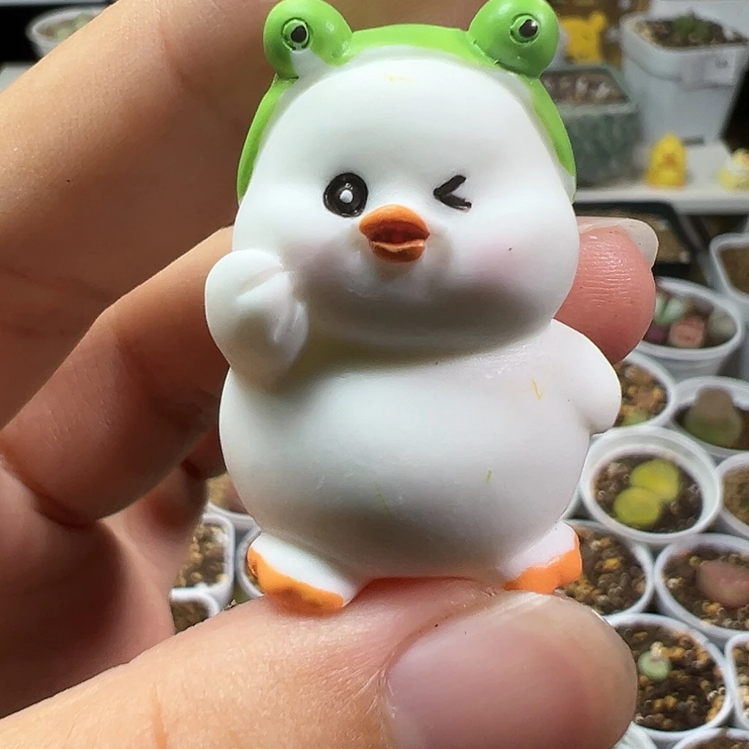 多肉植物实付9.9包邮207压盆石