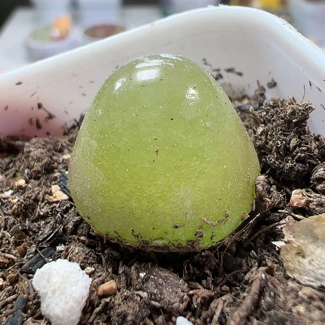 多肉植物实付满9.9包邮24