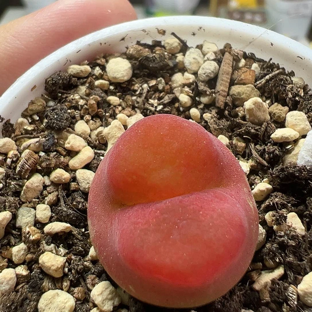 多肉植物实付满9.9包邮52