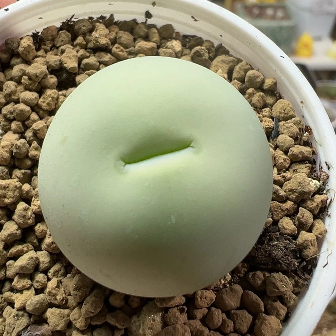 多肉植物实付满9.9包邮26