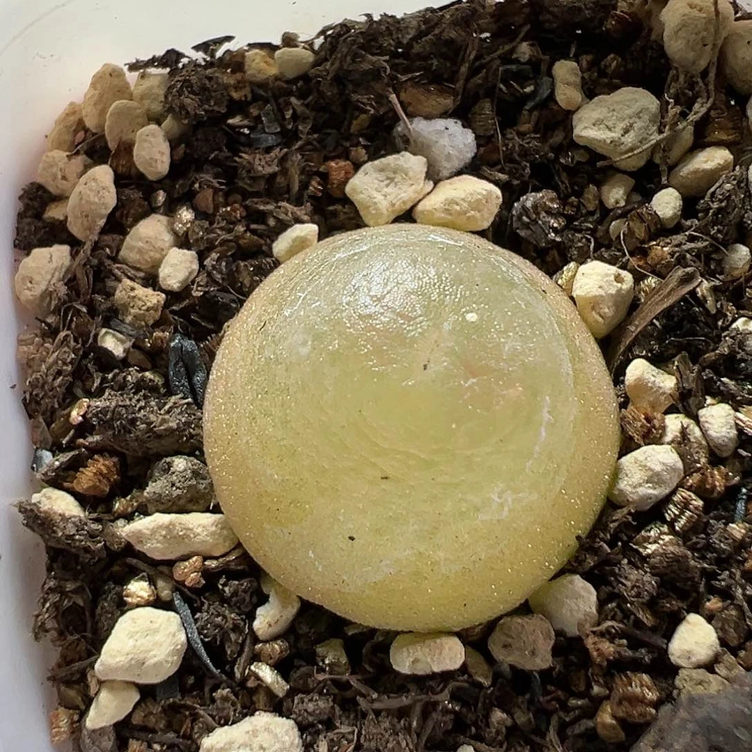 多肉植物实付满9.9包邮162