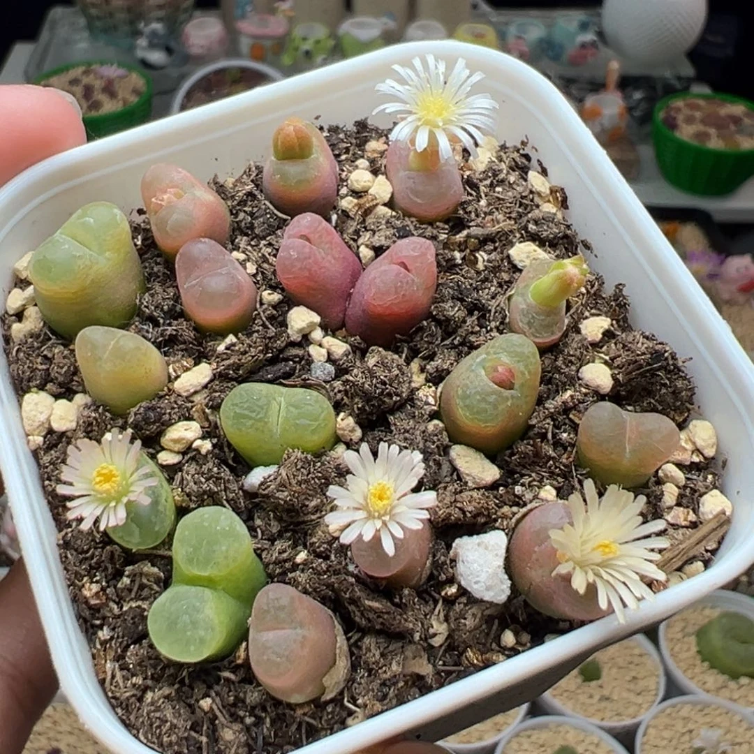 多肉241小毛毛15个