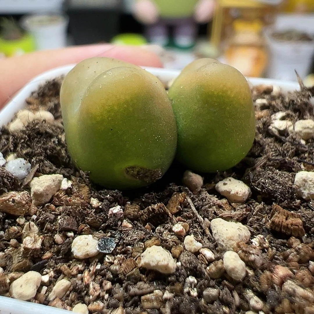 多肉植物实付满9.9包邮242