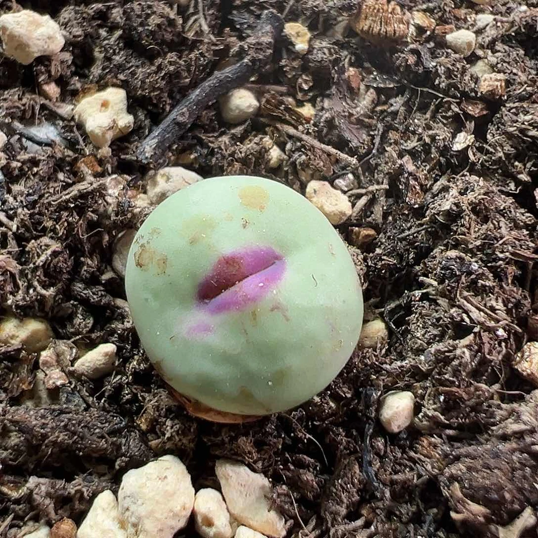 多肉植物实付满9.9包邮49