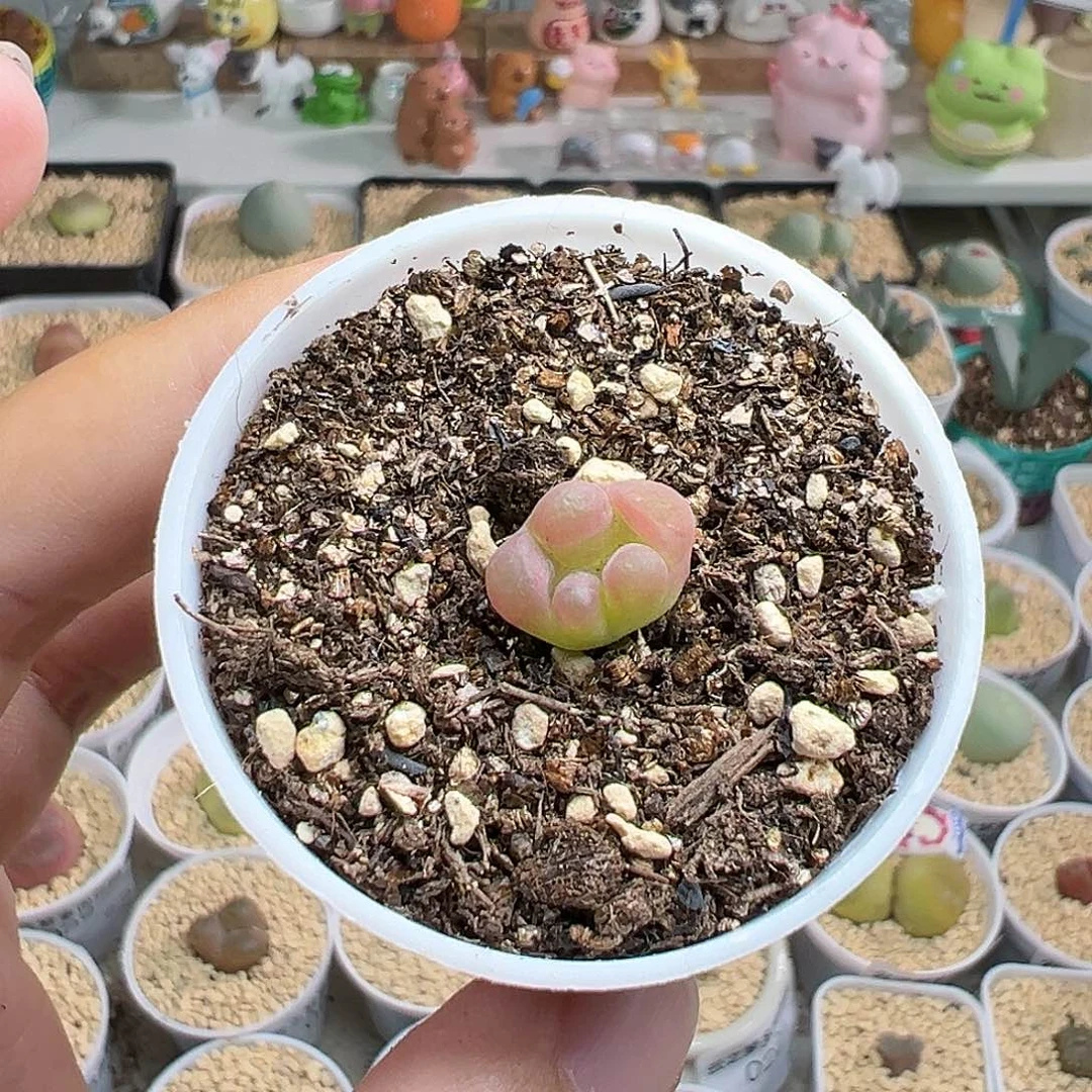 多肉植物实付满9.9包邮132